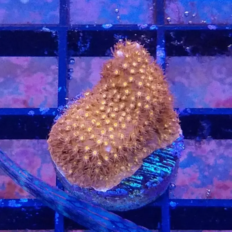 Fireball Thorn Coral Frag - Stylocoeniella sp. (ACI)