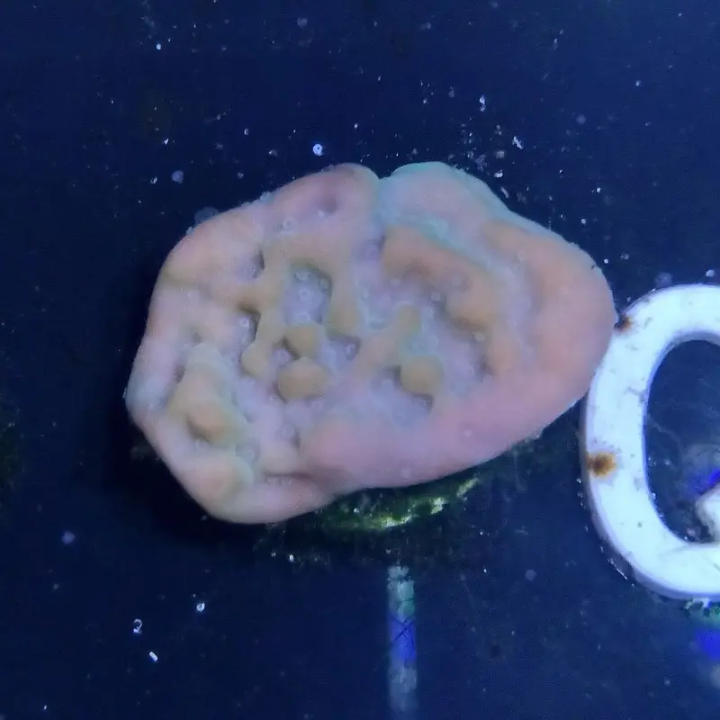 Flower Petal Capricornis Frag - Montipora capricornis (ACI)