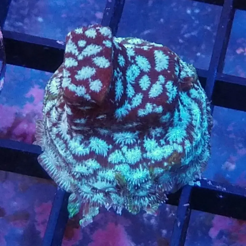Freeze Factor Leptoseris Frag - Leptoseris sp. (ACI)