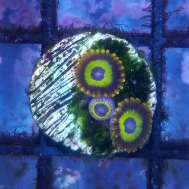 Fruit Loops Polyp Frag - Zoanthus sp. (ACI)