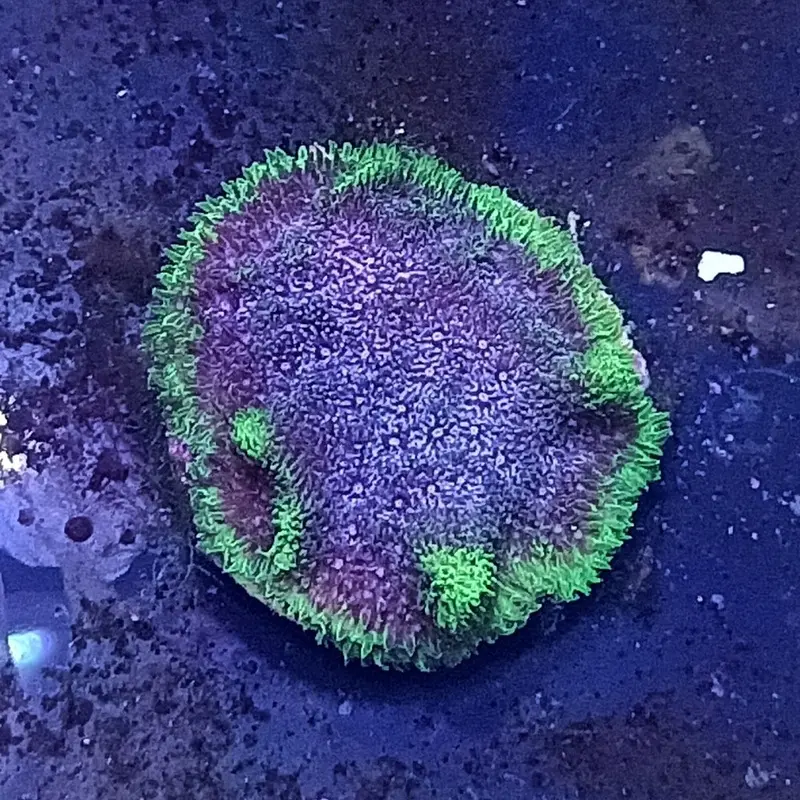 Grape Ape Psamma Frag - Psammacora sp. (ACI)