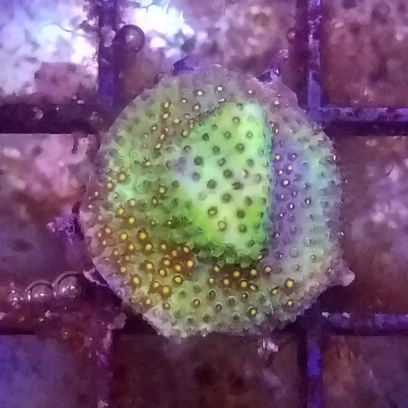 Green Goblin Thorn Coral Frag - Stylocoeniella sp. (ACI)