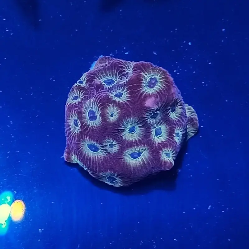 Gummy Bear Favites Frag - Favites sp. (ACI)
