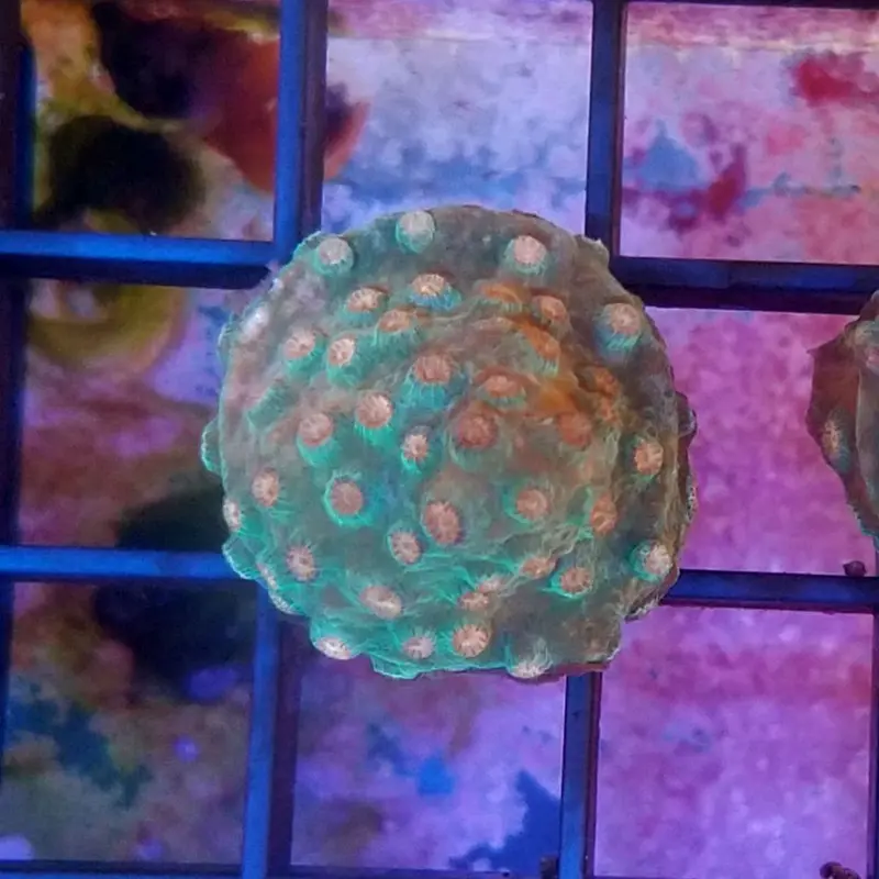 Jingle Bells Cyphastrea Frag - Cyphastrea sp. (ACI)
