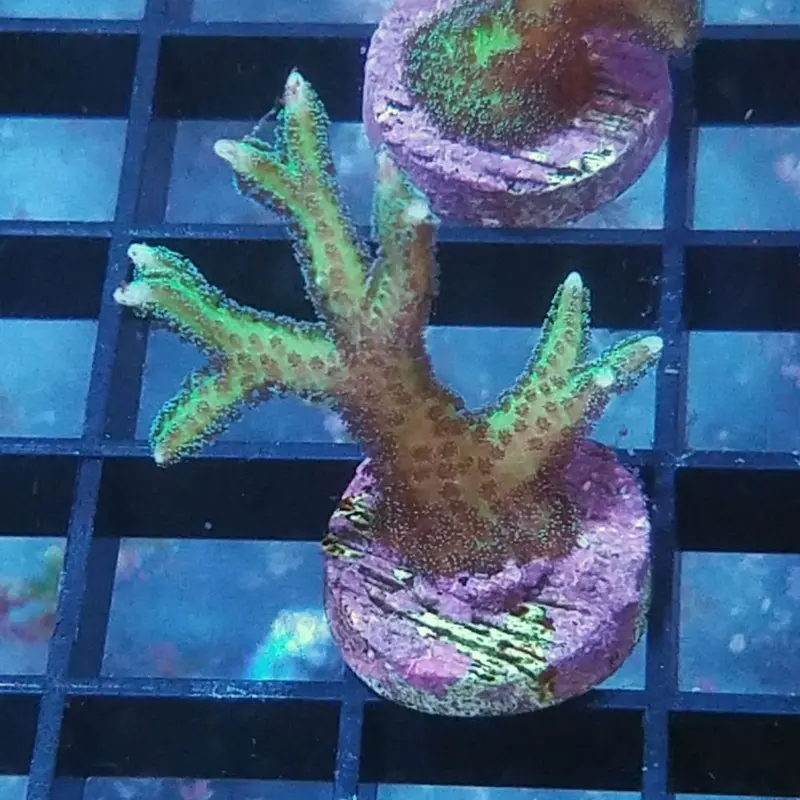 Johnny Jump Up Bird's Nest Frag - Seriatopora sp. (ACI)