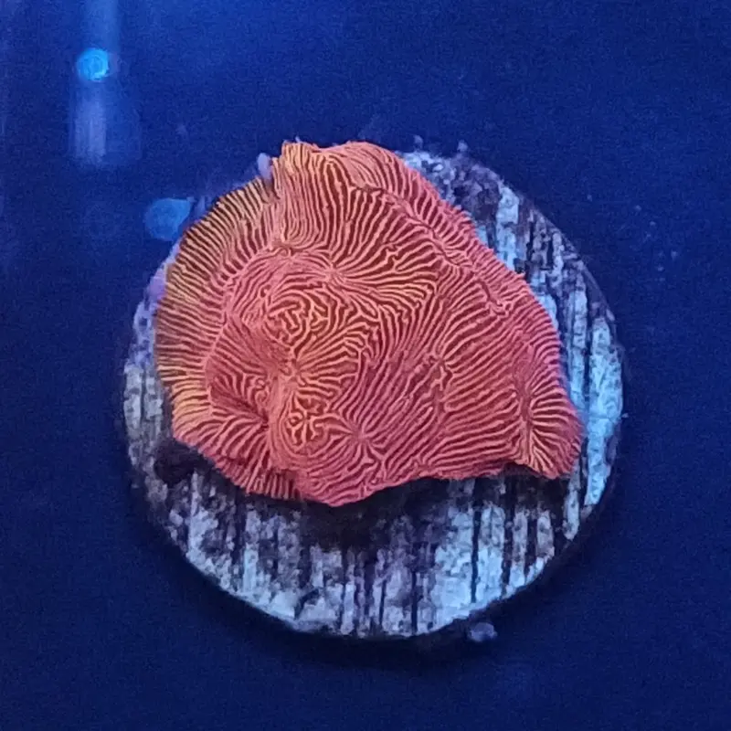 Lethal Leptoseris Frag - Leptoseris sp. (ACI)
