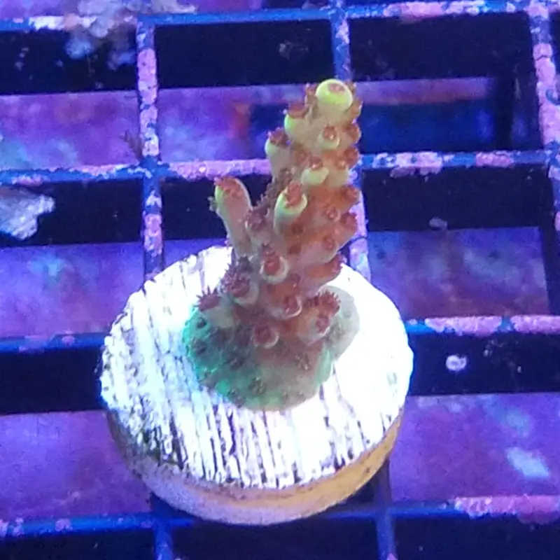 Light Bright Acro Frag - Acropora divaricata (ACI)