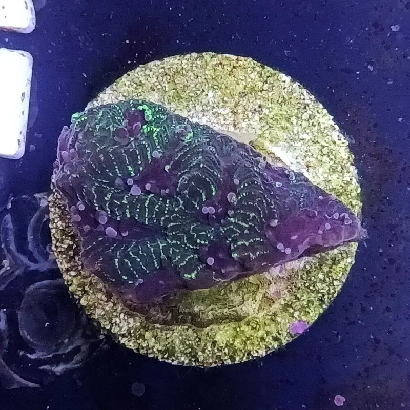 Lightning Strikes Goniastrea Frag - Goniastrea sp.