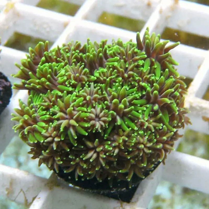 Met. Green Galaxea Frag - Galaxea fascicularis - Small (ORA)