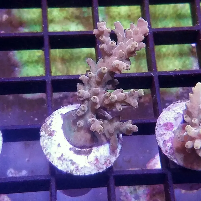 MIMF Caroliniana Acro Frag - Acropora sp. (ORA)