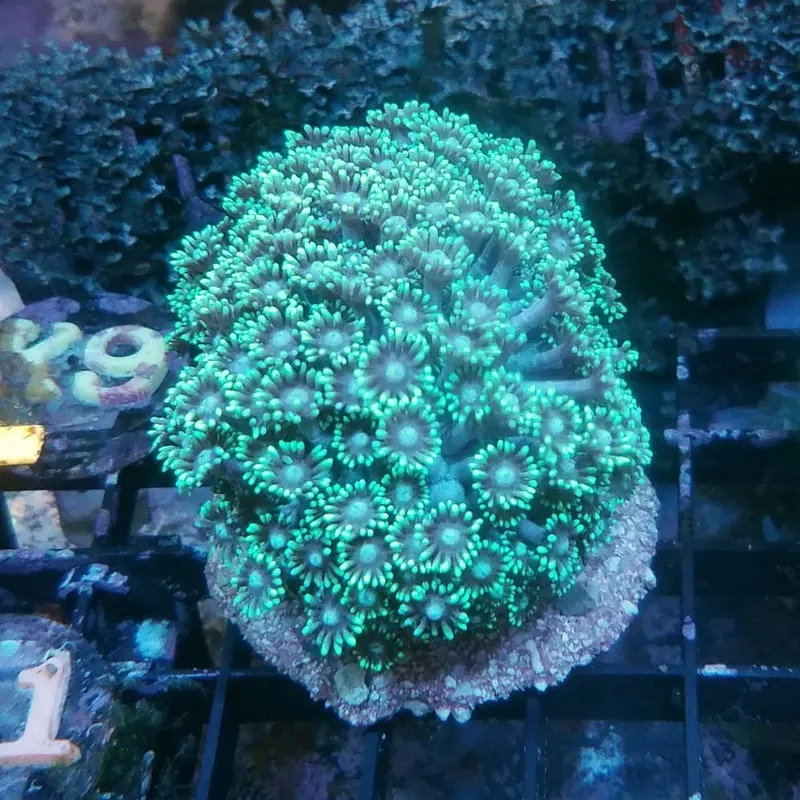 MIMF Longpolyp Goniopora Frag - Goniopora sp. (ORA)