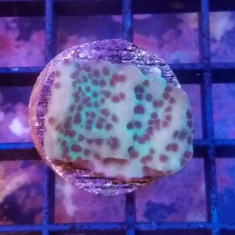Mind Trick Monti Frag - Montipora sp.