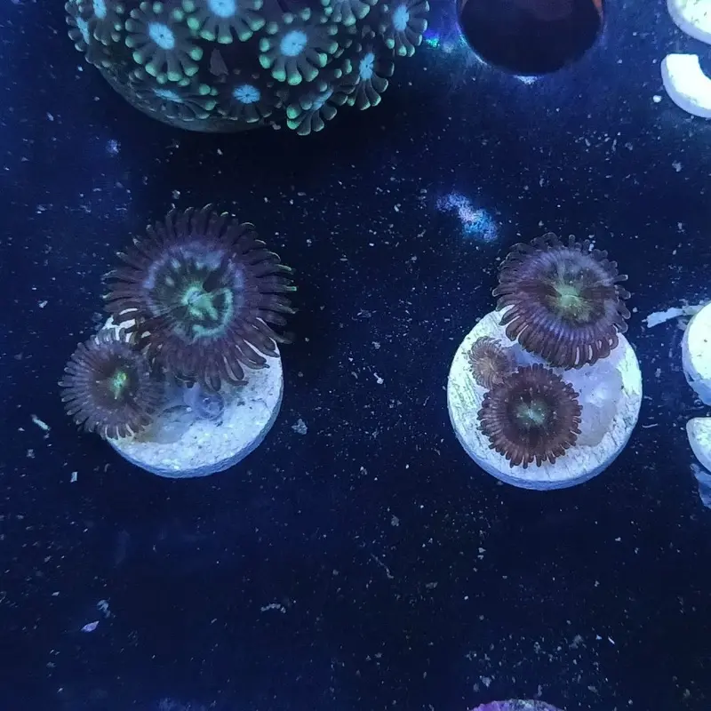 Nirvana Polyp Frag - Zoanthus sp. (ACI)
