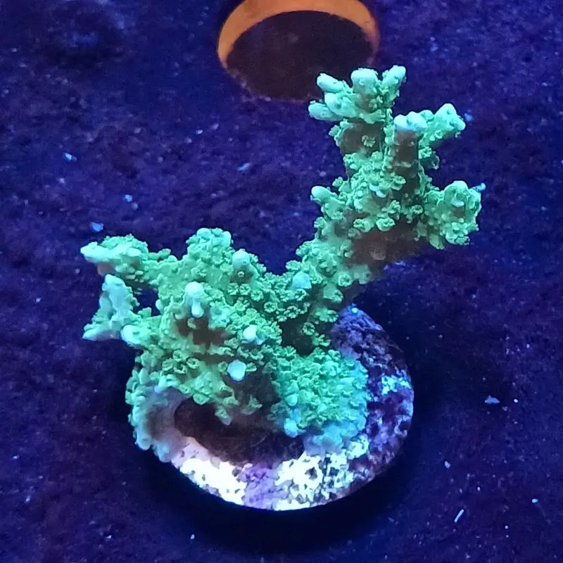Nuclear Green Elkhorn Frag - Montipora hirsuta (ORA)