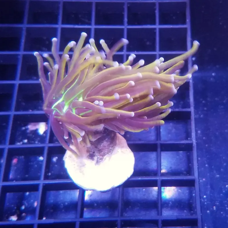 NY Knicks Torch Coral Frag - Euphyllia glabrescens