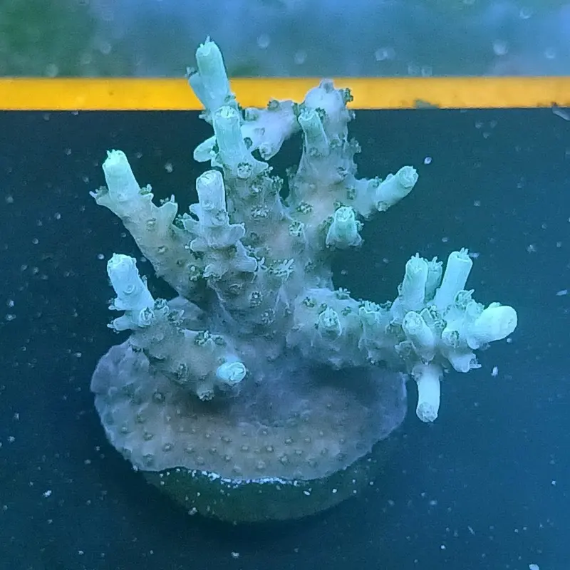 Orchid Berry Acro Frag - Acropora sp. (ORA)