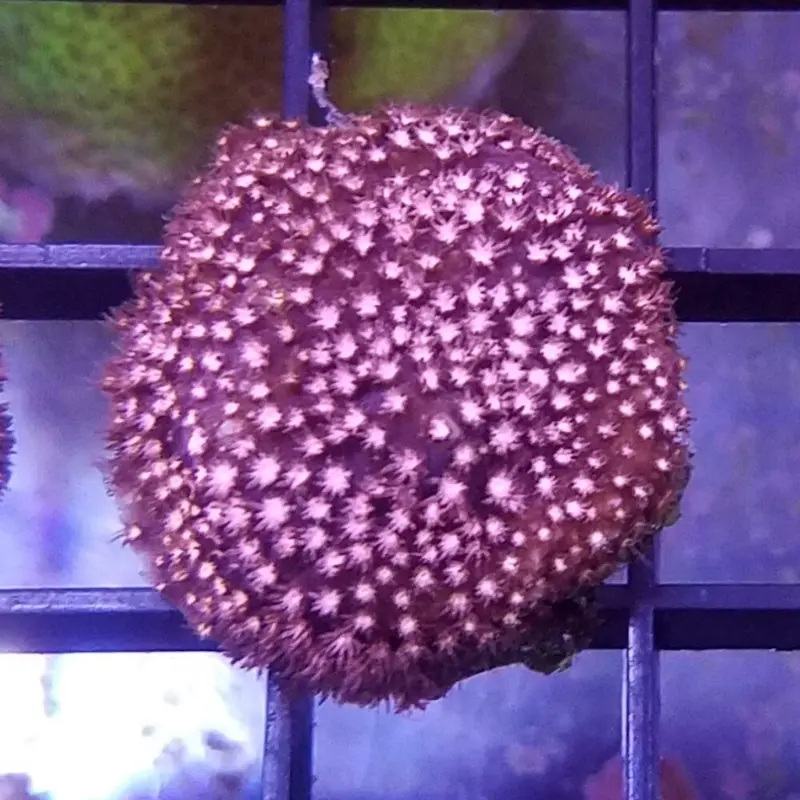 Pink-polyped Thorn Coral Frag - Stylocoeniella sp.