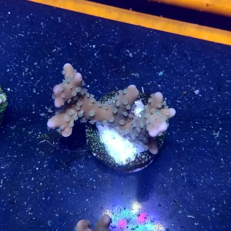 Plasma Blast Anacropora Frag - Anacropora sp. (ACI)
