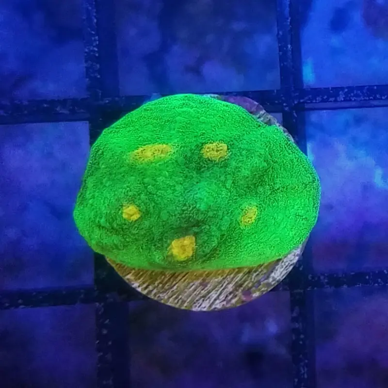Plutonium Chalice Frag - Echinophyllia sp. (ACI)