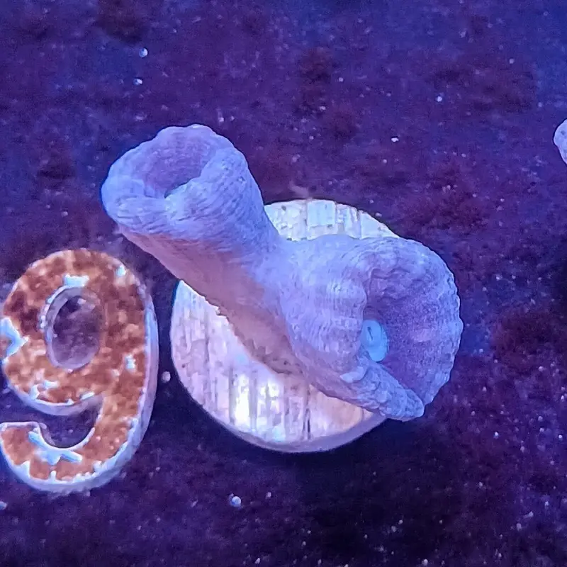 Purple Trumpet Coral Frag - Caulastrea sp.