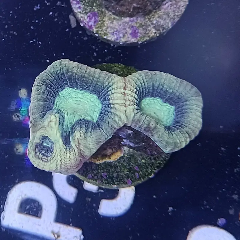 Reverse Moon Coral Frag - Favia sp.