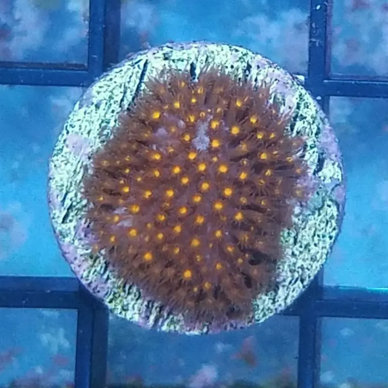 Smoldering Thorn Coral Frag - Stylocoeniella sp. (ACI)