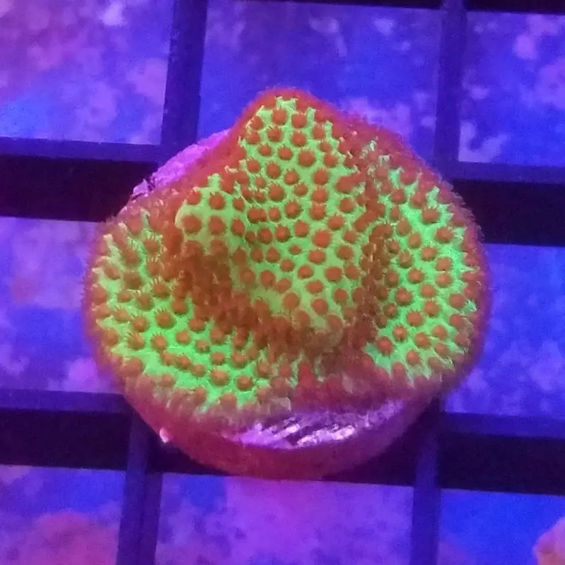 Strawberry Fields Porites Frag - Porites sp. (ACI)