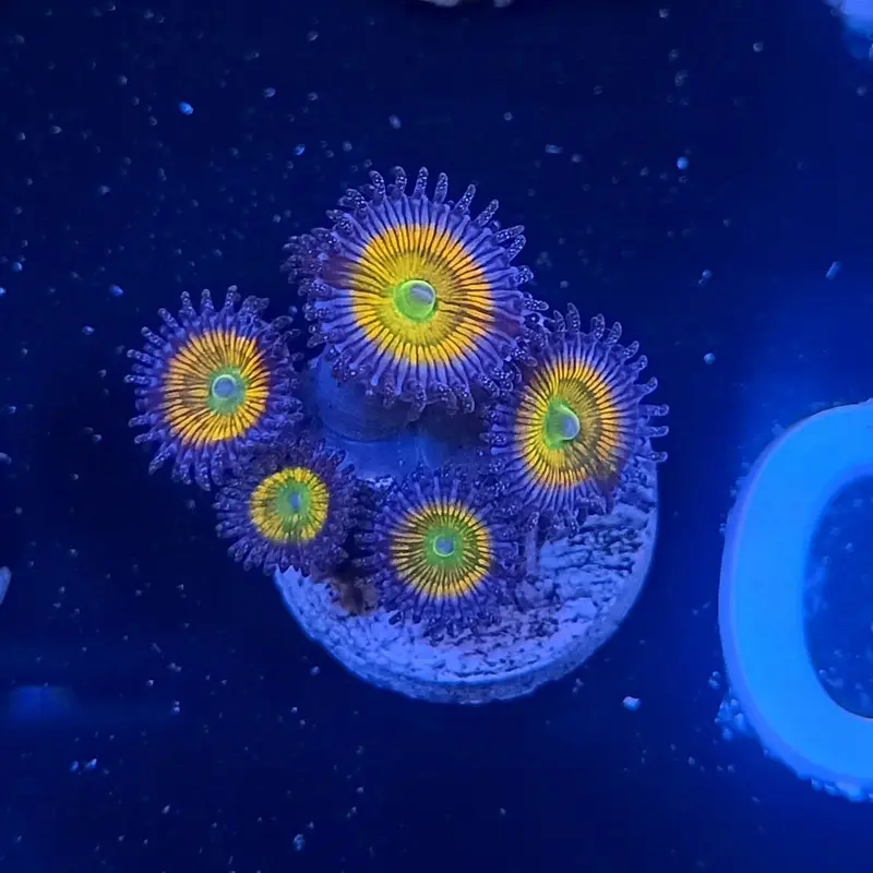 Sunny D Polyp Frag - Zoanthus sp.
