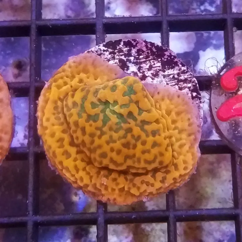 Tropic Thunder Monti Frag - Montipora sp.