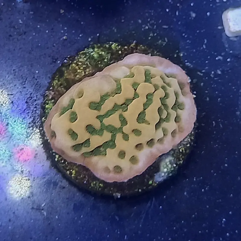 Tropicana Monti Frag - Montipora sp. (ACI)