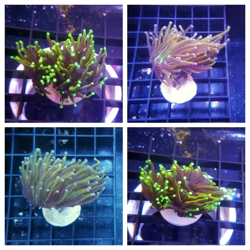 Ultra Indo Torch Coral Frag - Euphyllia glabrescens