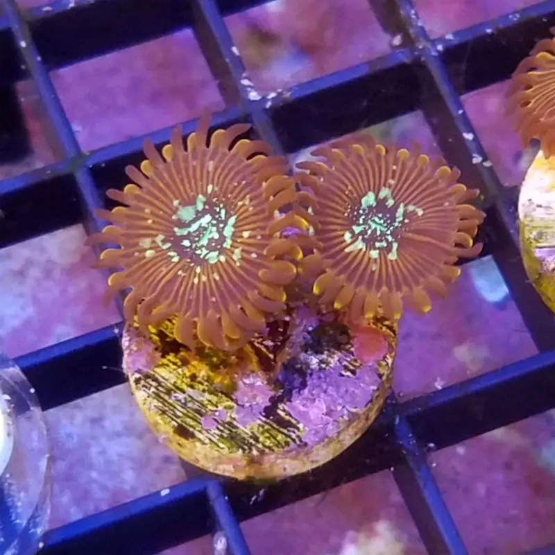 Wizard Palythoa Polyp Frag - Palythoa sp. - 4+ Polyps (ACI)