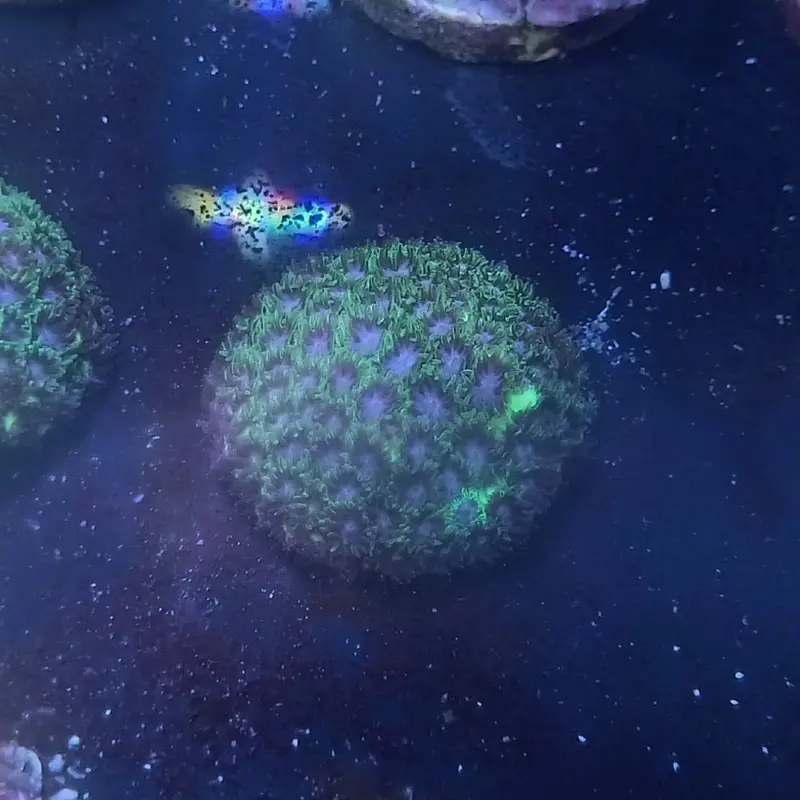 Wondering Eyes Leptastrea Frag - Leptastrea sp. (ACI)