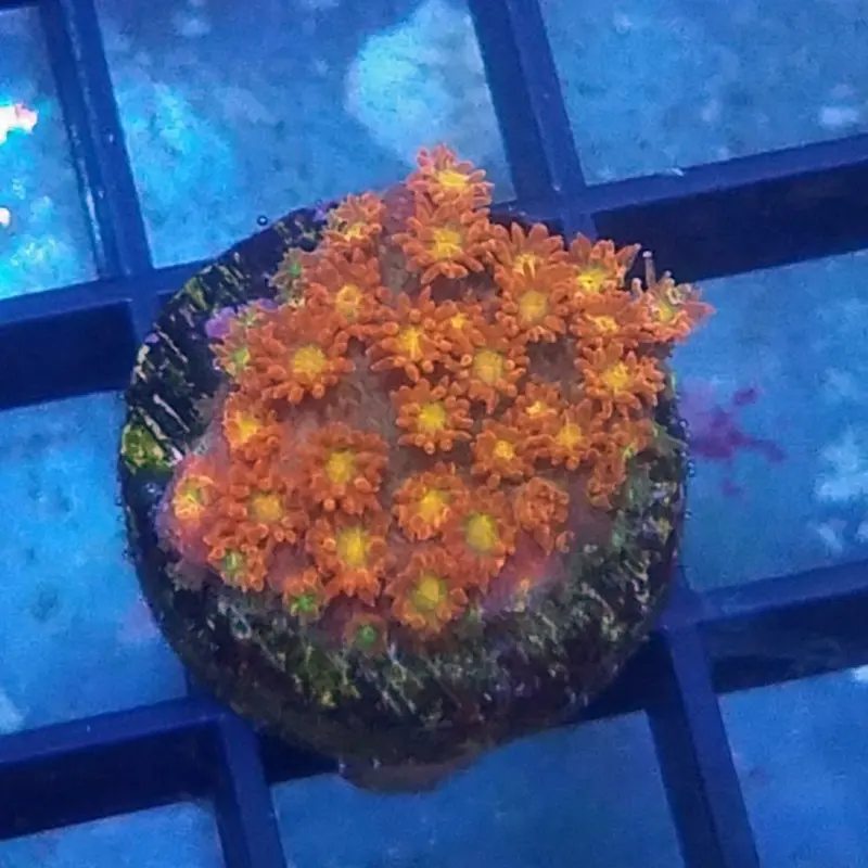 Yellow-eyed Red Goniopora Frag - Goniopora sp.