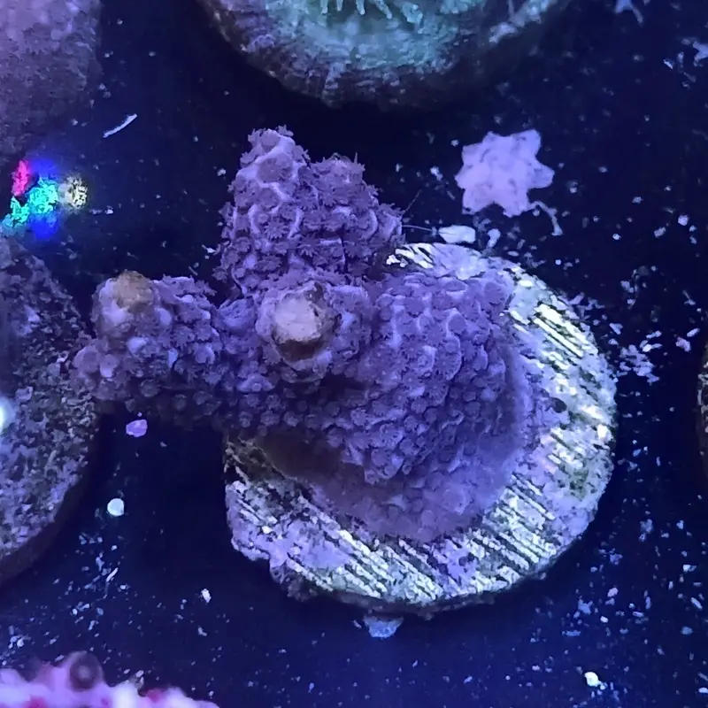 Aussie Blue Porites Frag - Porites sp. (ACI)