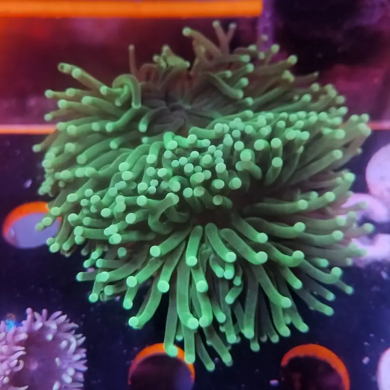 Aussie Hulk Torch Coral Frag - Euphyllia glabrescens