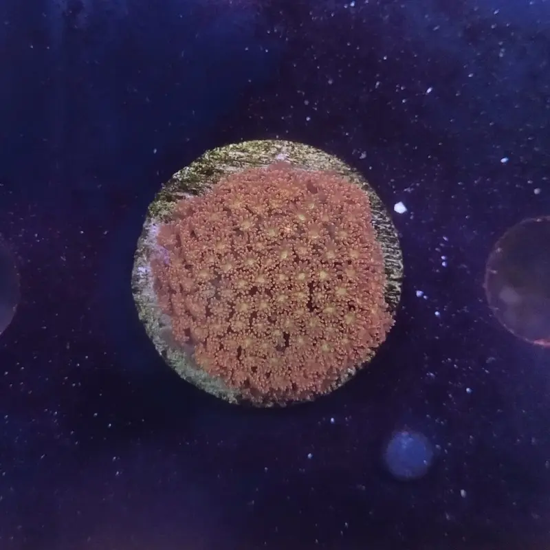 Aussie Rainbow Goniopora Frag - Goniopora sp.