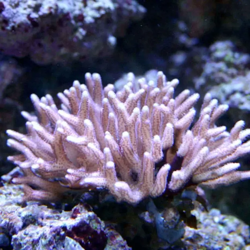 Bird's Nest Coral - Seriatopora hystrix - Medium
