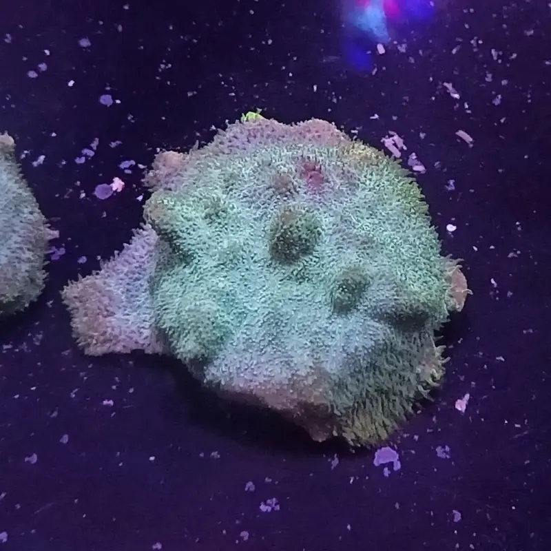 Blue-Green Grafted Psamma Frag - Psammacora sp.