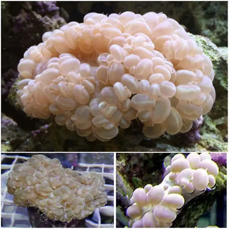 Bubble Coral - Plerogyra sp. - Small