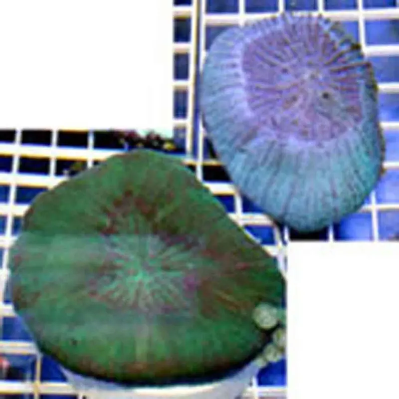 Button Coral - Scolymia vitiensis - Medium