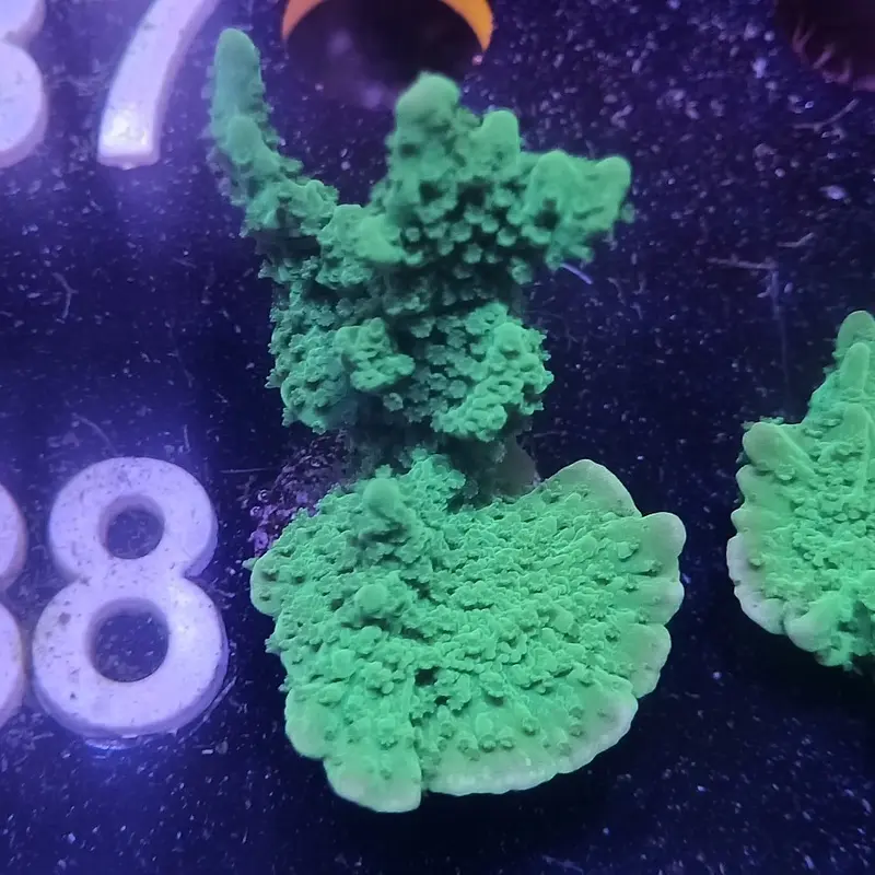 Crystal Experiment Monti Frag - Montipora sp. (ACI)