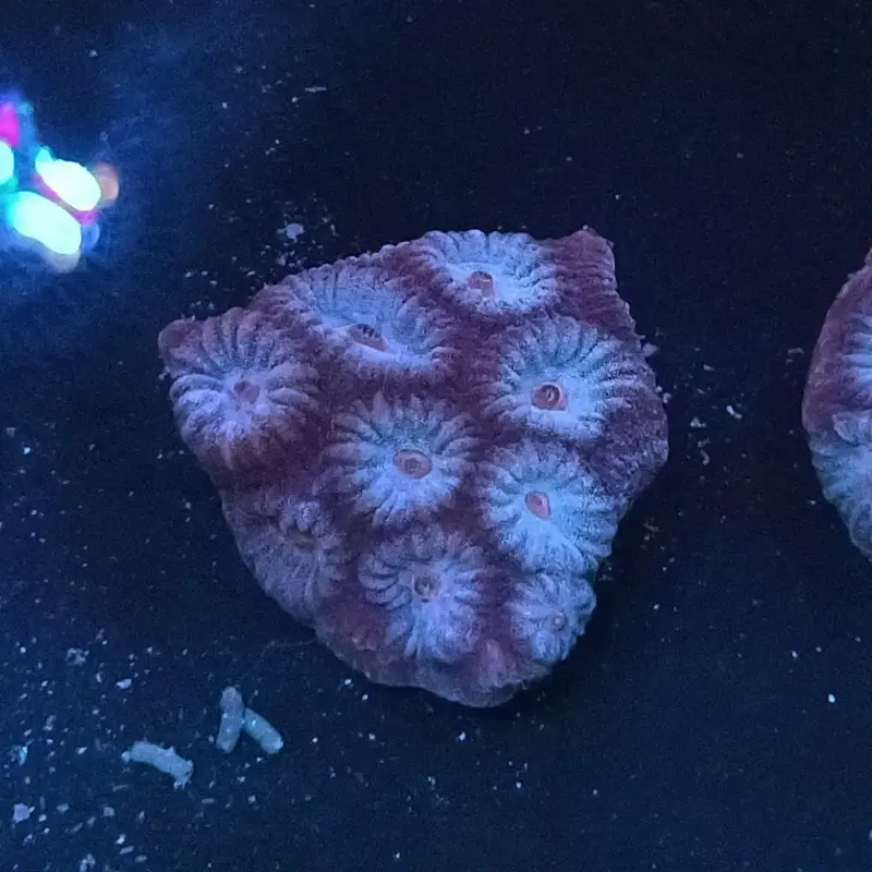 Dave The Dipsastrea Frag - Dipsastrea sp. (ACI)