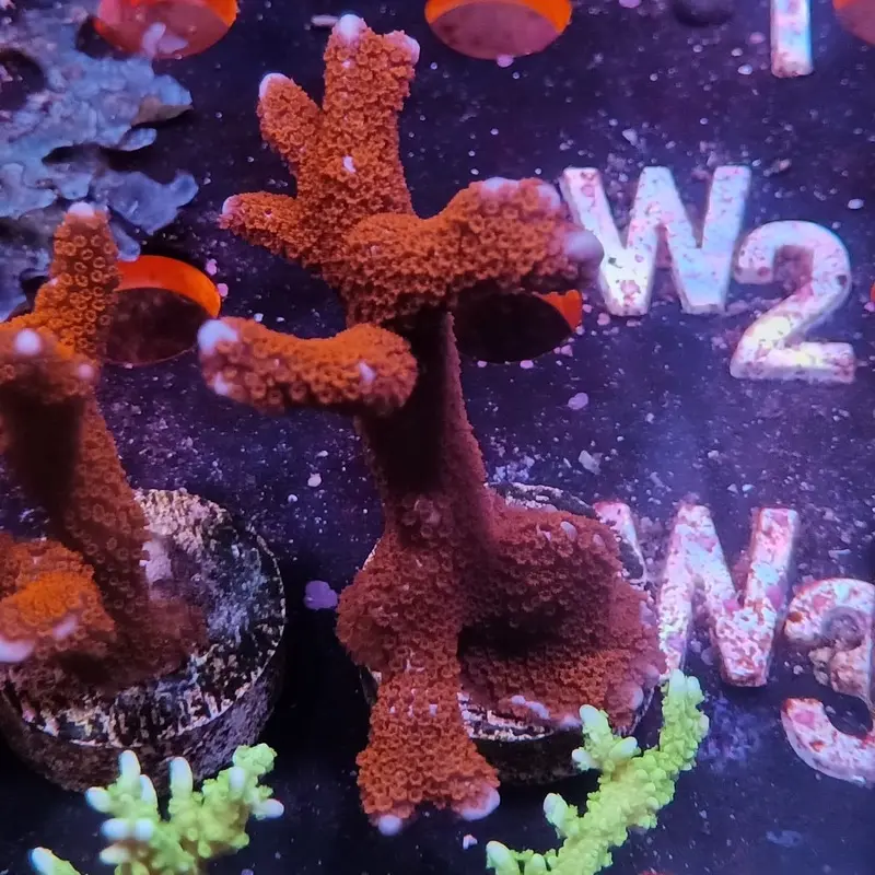 Forest Fire Digitata Frag - Montipora digitata