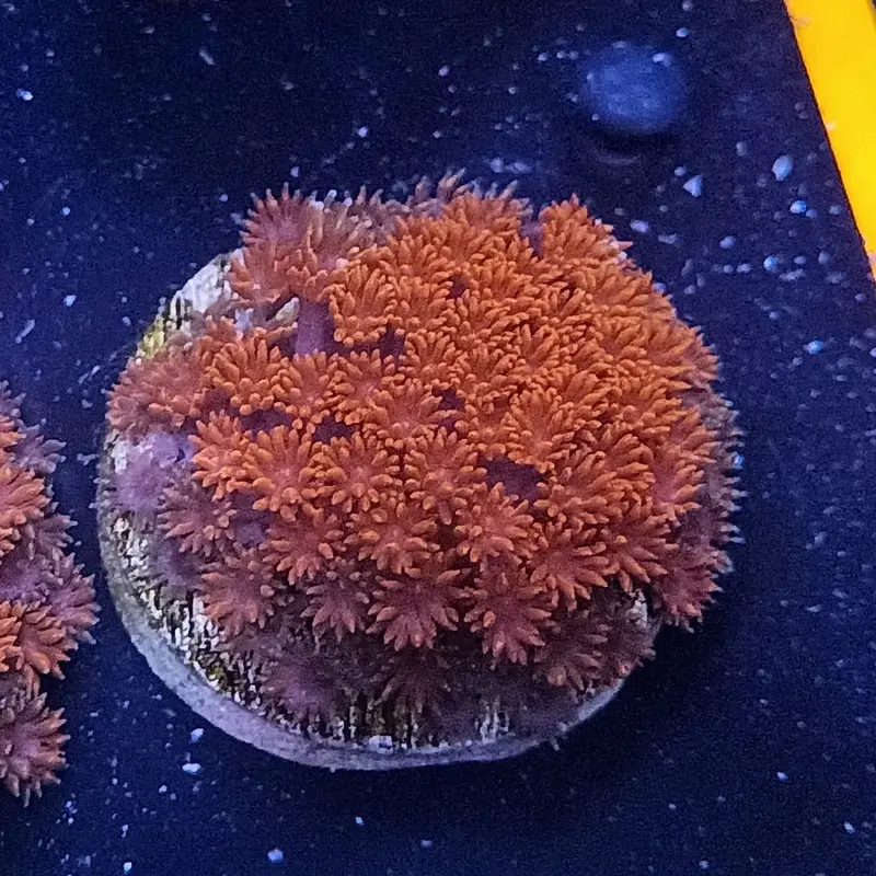 Forest Fire Goniopora Frag - Goniopora sp.