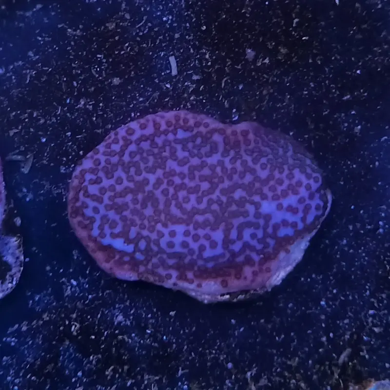 Galaxy Monti Frag - Montipora sp. (ACI)