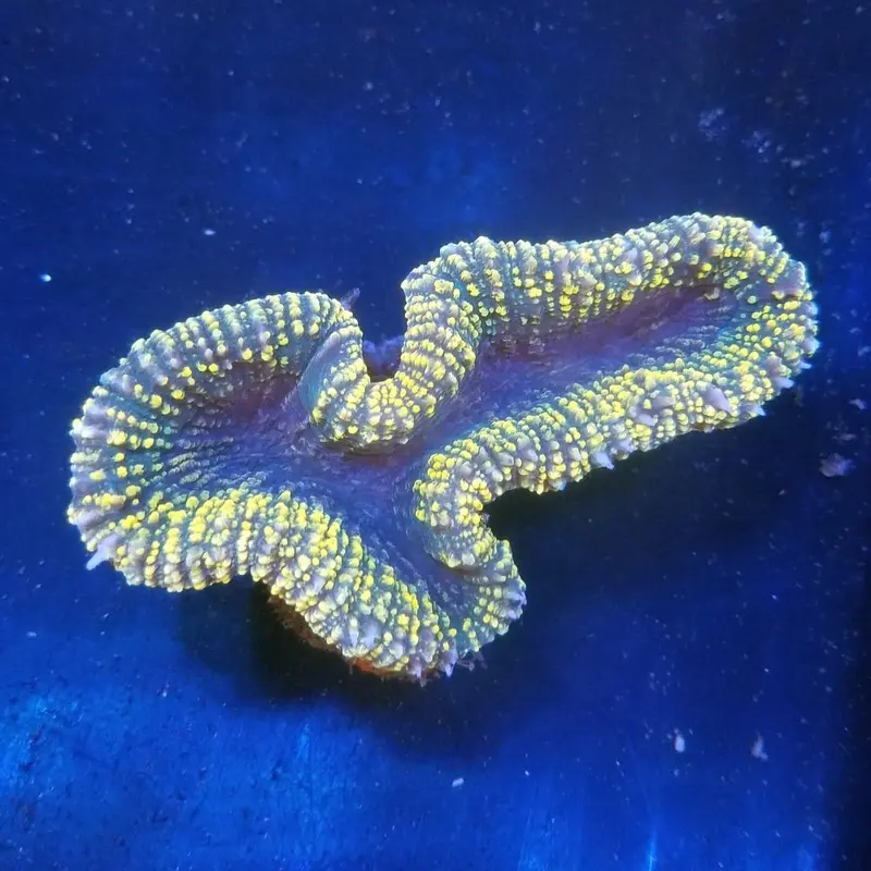 Gold/Yellow Tooth Coral - Lobophyllia sp.