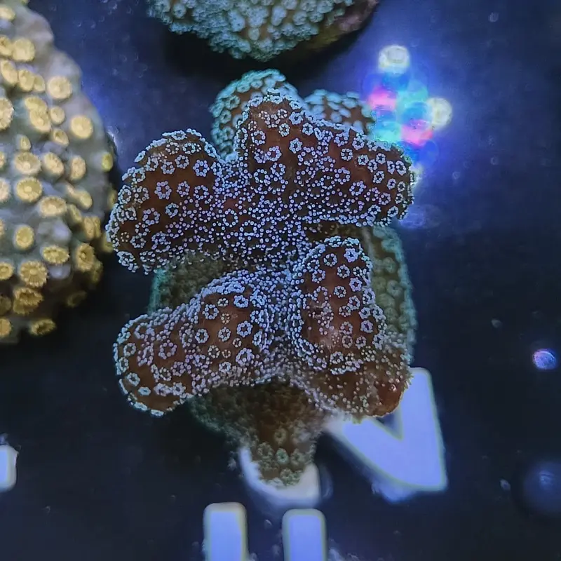 Green Blunt Bird's Nest Frag - Seriatopora guttatus