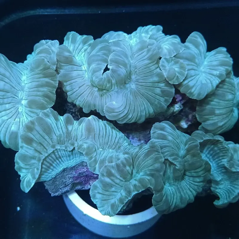 Green Fox Coral - Nemenzophyllia turbida