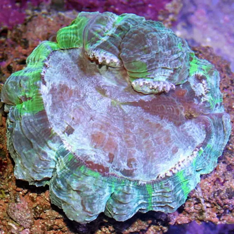 Green Meat Coral - Acanthophyllia deshayesiana